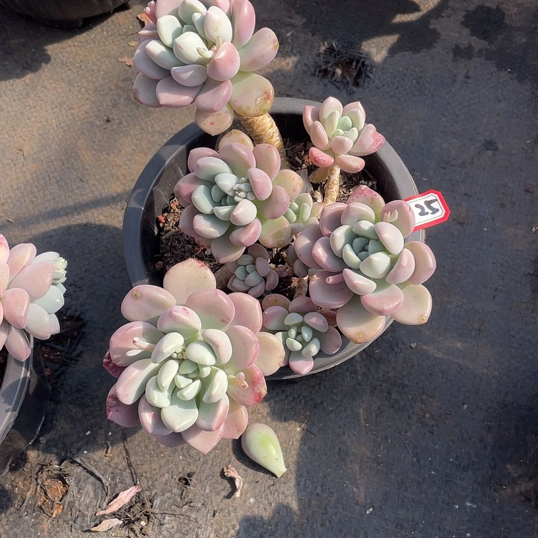 125花瓣鹿 一物一拍多肉