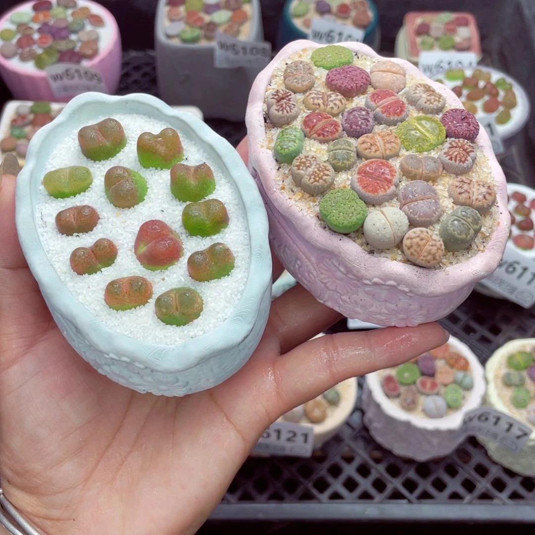 w6122盆微瑕 带盆土发货一物一拍