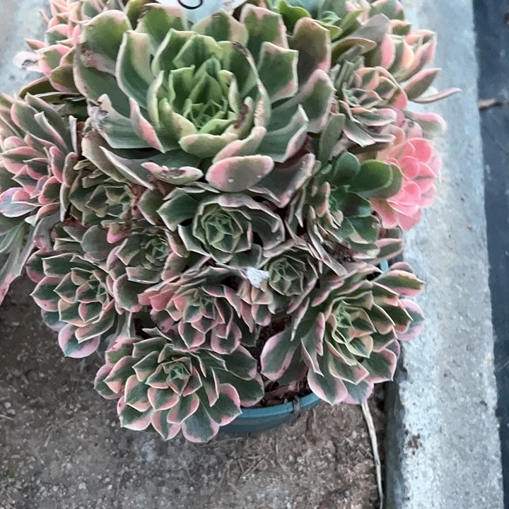 0774女妖多肉植物