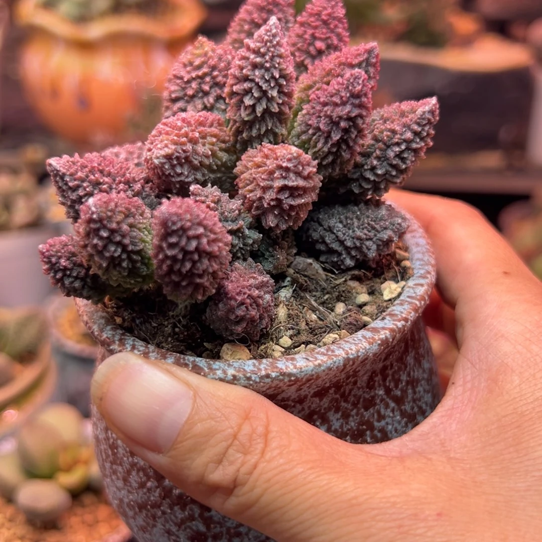 仲***萍一物一拍，感谢支持