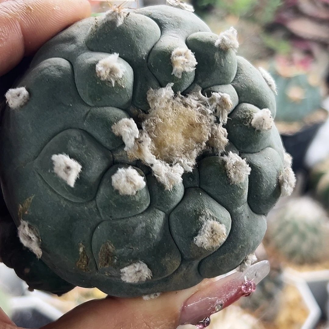 草球仙人球66666666