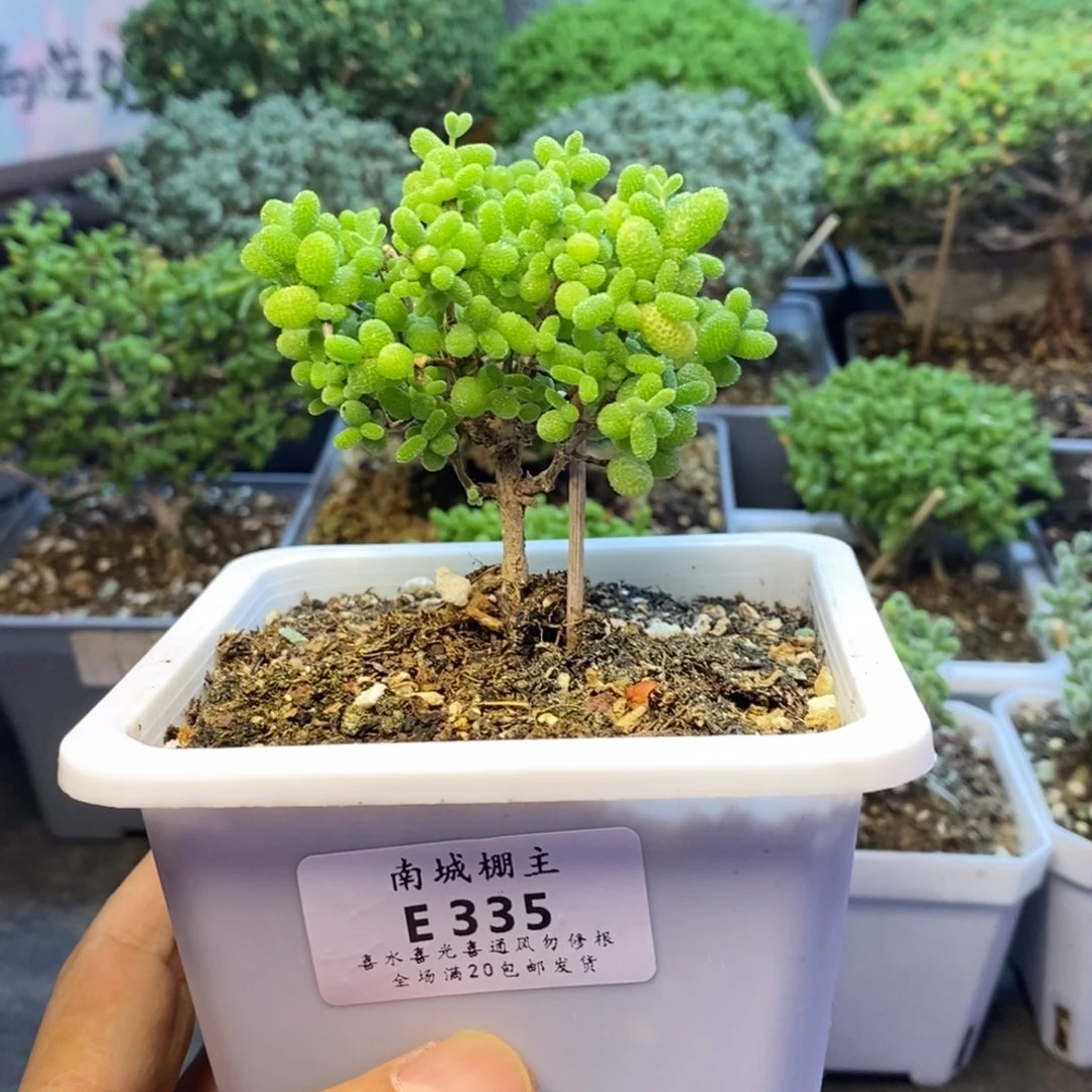 335金桔糖球枝干