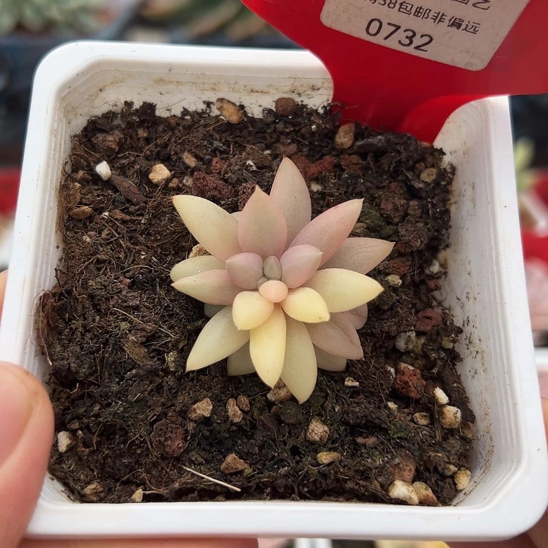 732号红蜻蜓彩锦多肉
