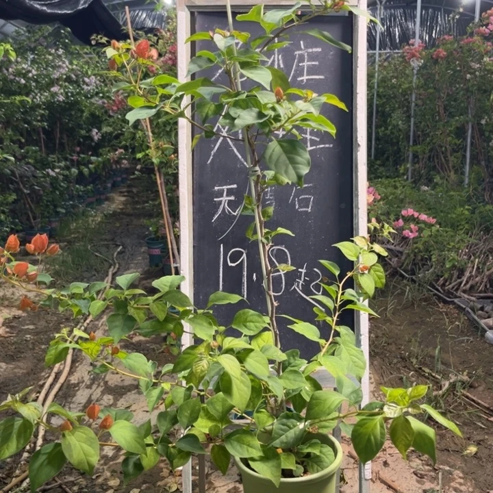 无花朵三角梅三角梅1353