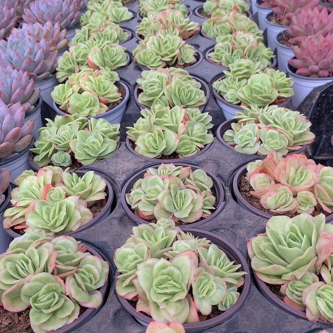 冰玫瑰锦35788990000