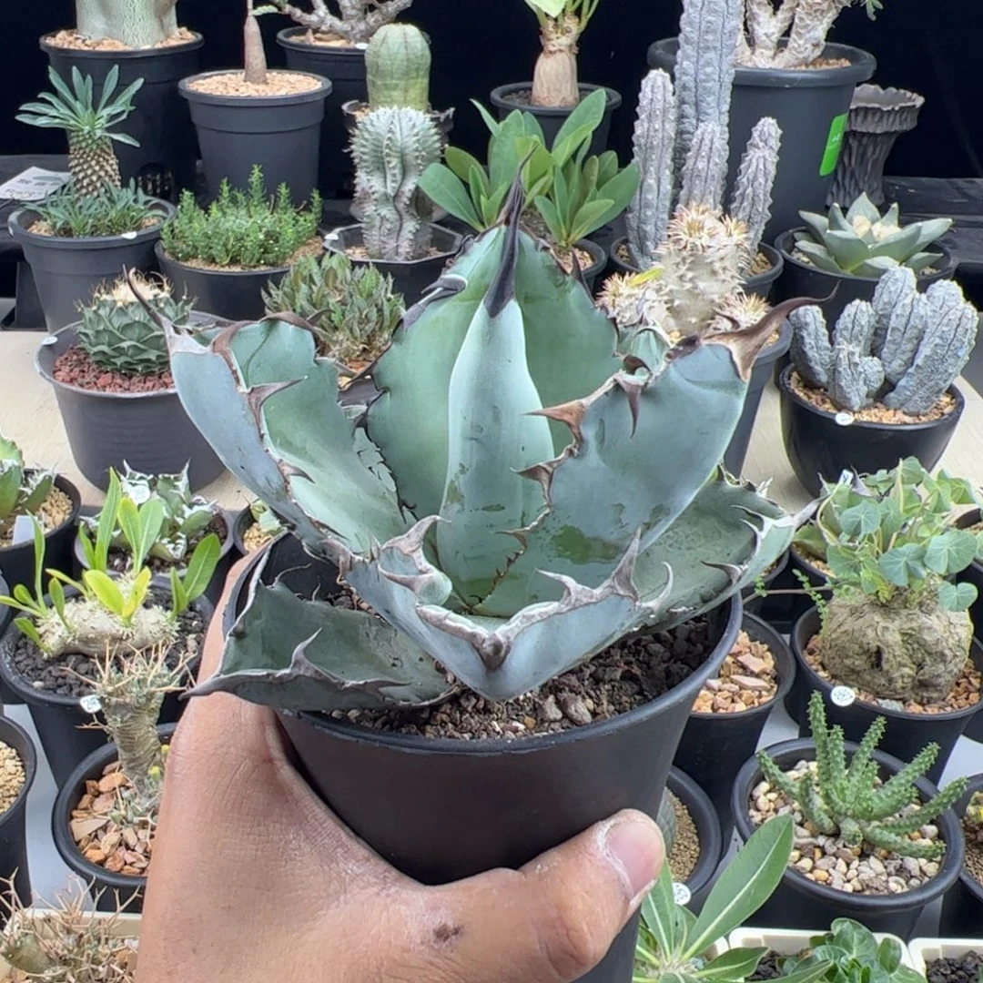 蓝鲸龙舌兰一物一拍