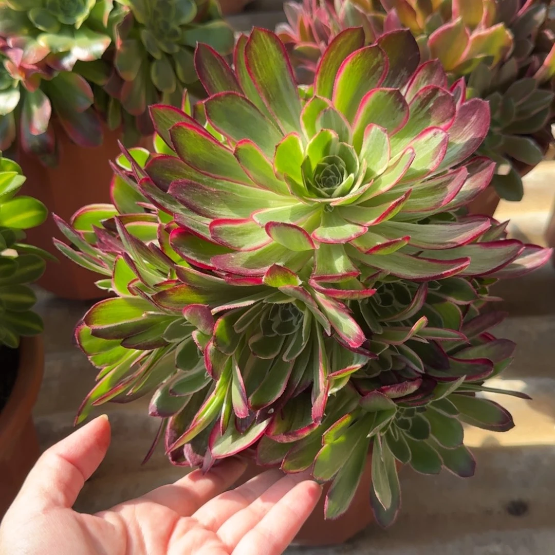 花好月圆0306～34