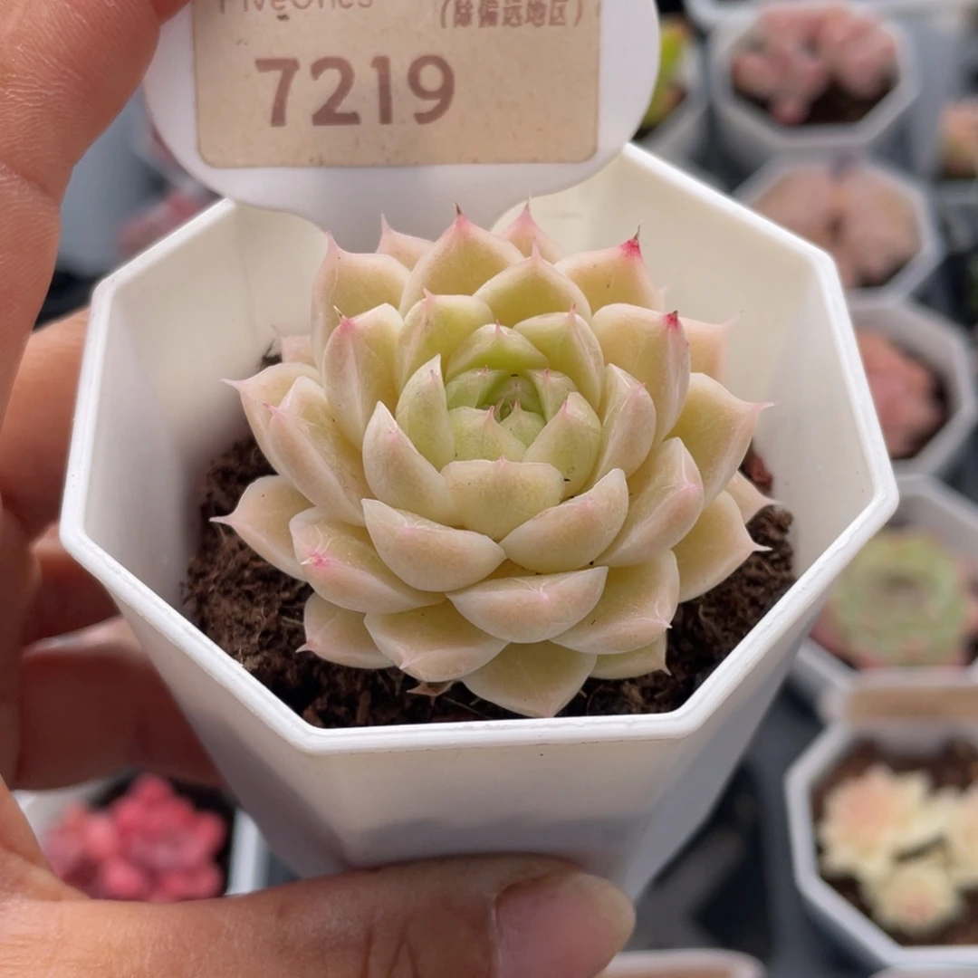 绿糖甜心7219-4.5厘米