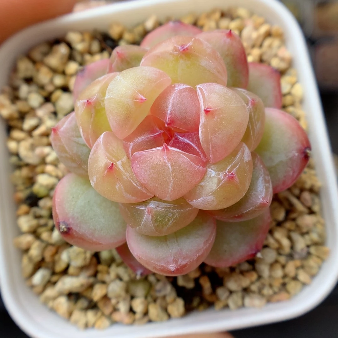多肉植物。  珍妮11