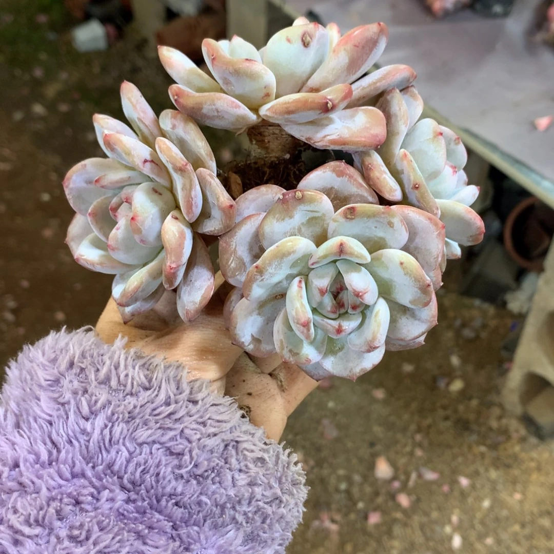 哈哈哈哈哈哈哈哈石榴籽