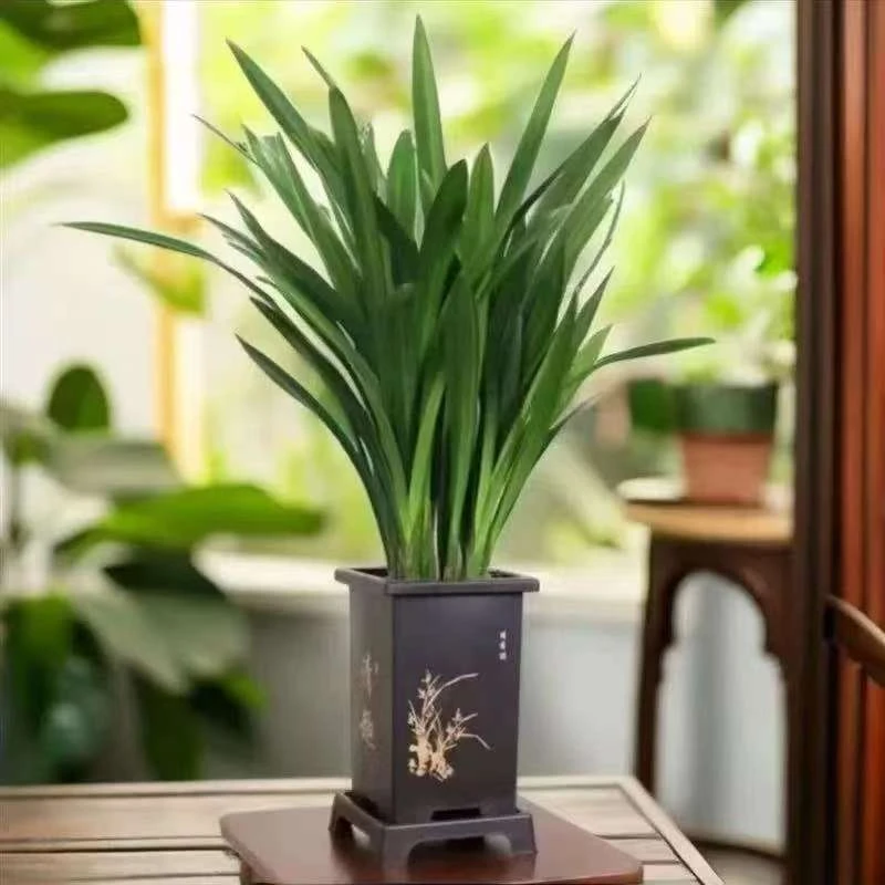 6-8苗墨兰企黑四季开花浓香型室内观赏花卉绿植好养易活