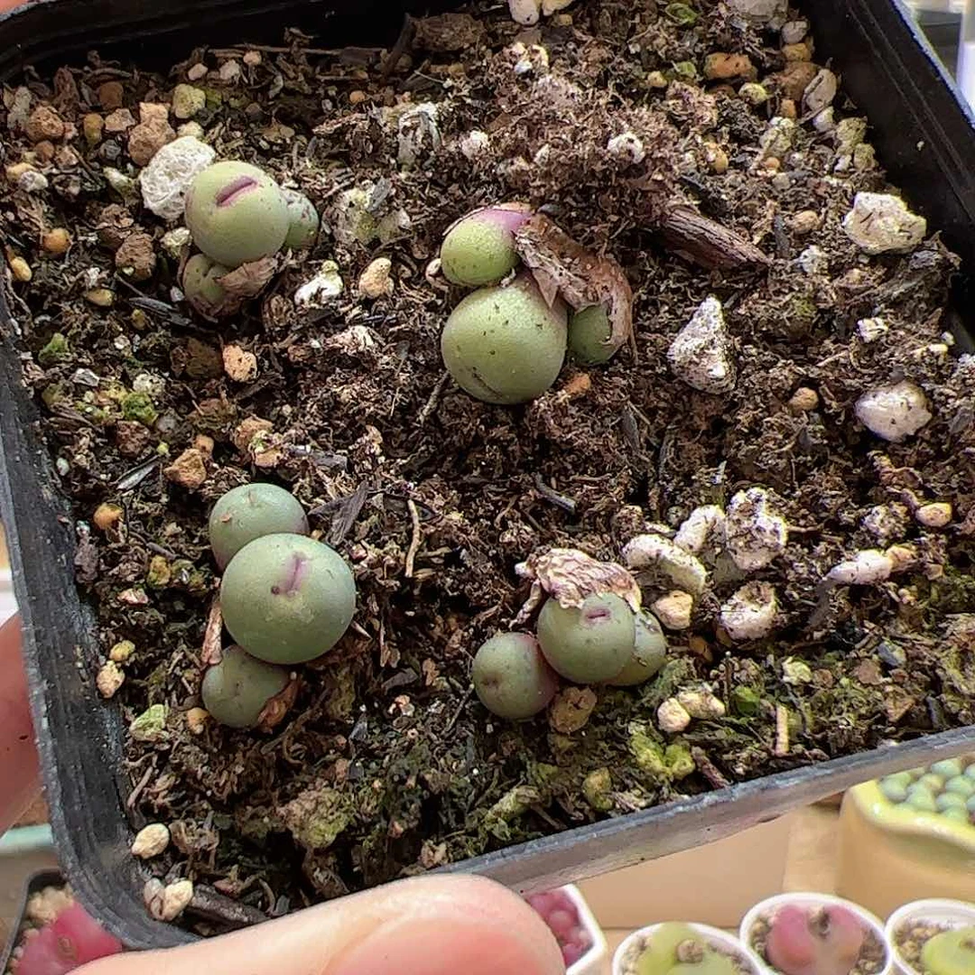 【闪购商品】4 开播福利 脱土