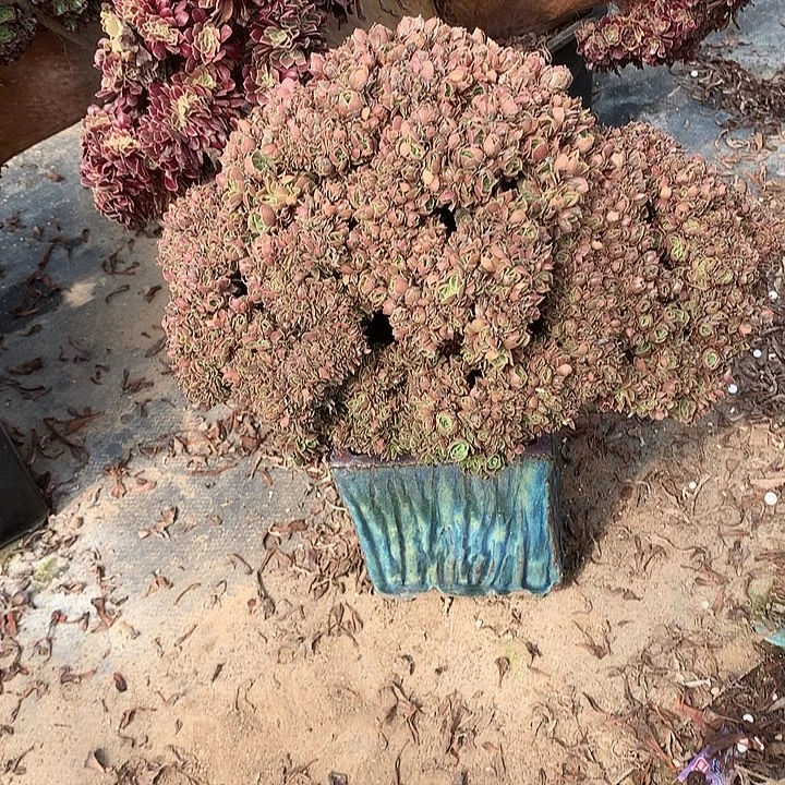 玫瑰朵朵脱我土发货啊