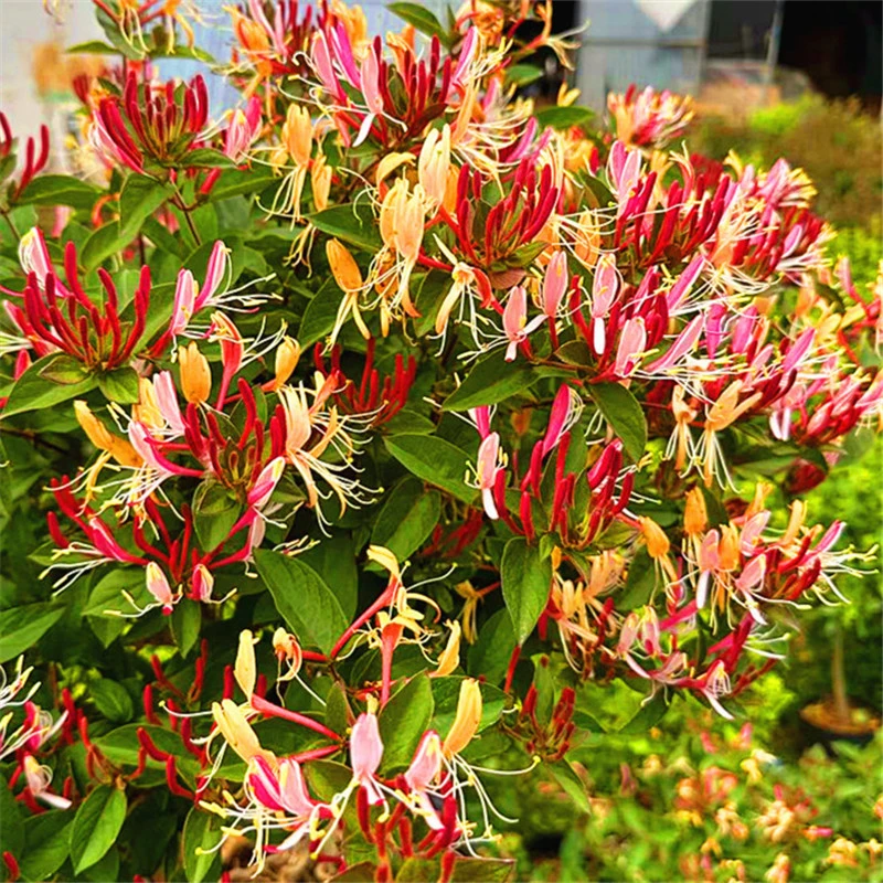 爬藤多彩红金银花盆栽地栽阳台庭院围墙花架南北方种植栽培耐寒