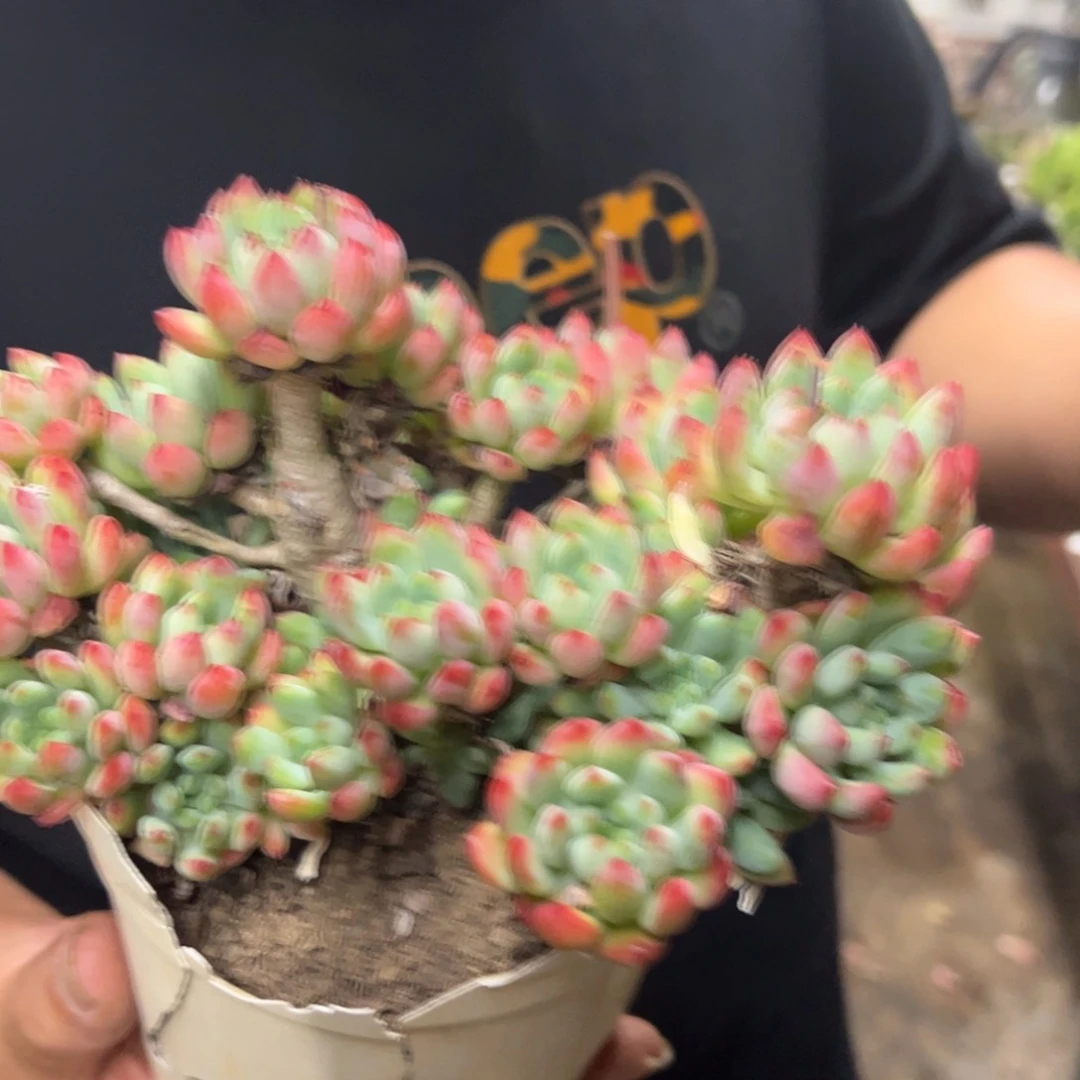 蓝苹果整装整群老桩