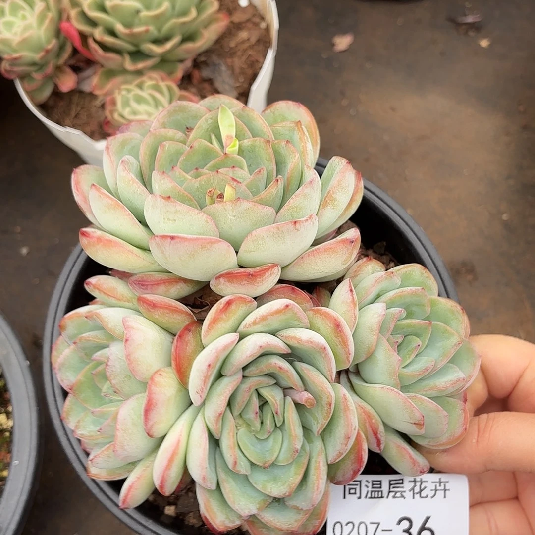 同温层多肉雪夜王子36