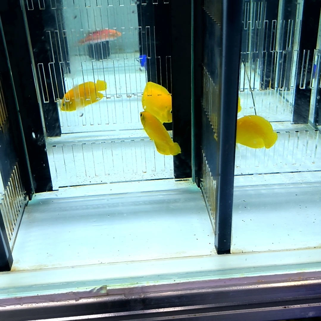 海水鱼黄新娘4+/9-98-96