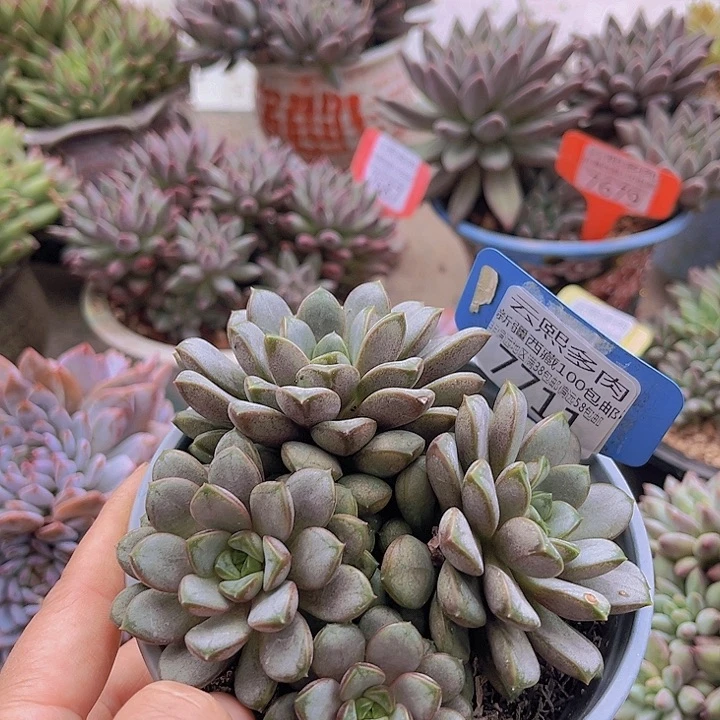 7711葡萄。