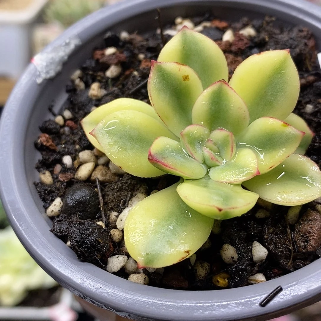 2195 紫梦覆轮锦