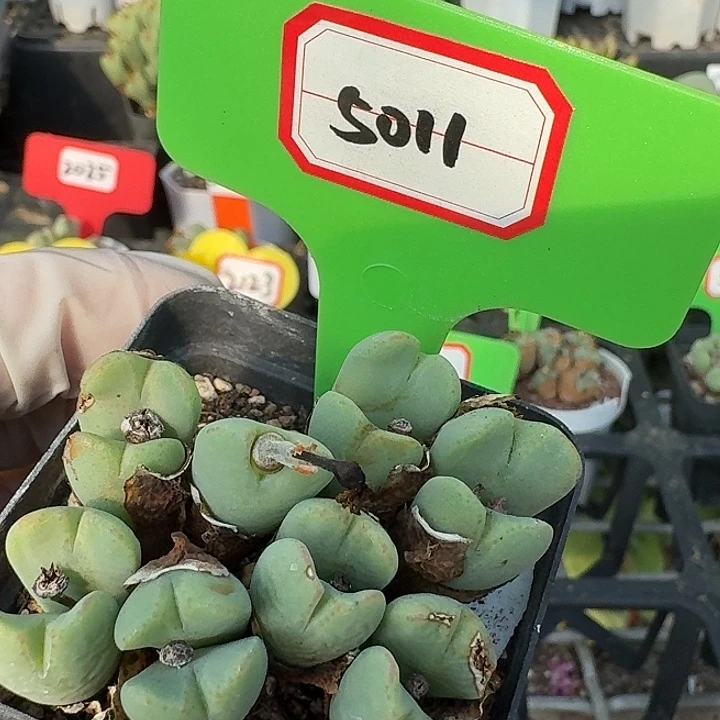 密密麻麻密密麻麻5011