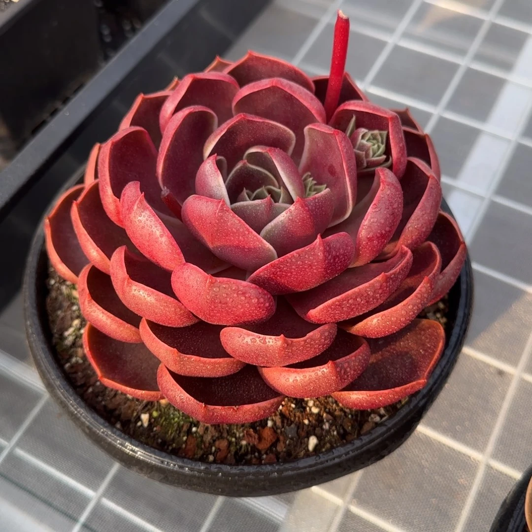 从前慢花园精选多肉哥特玫瑰