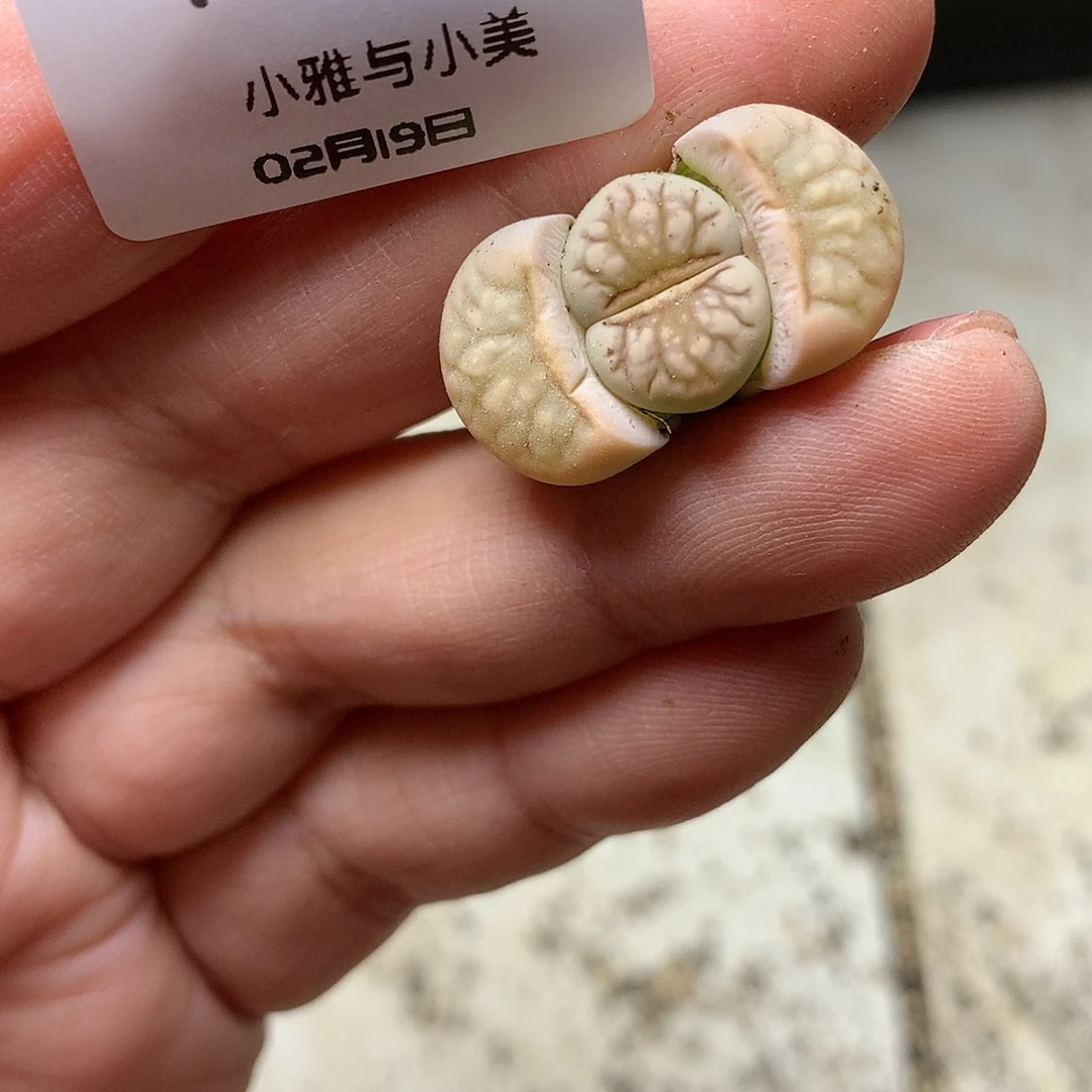 W882多肉植物保护研究所