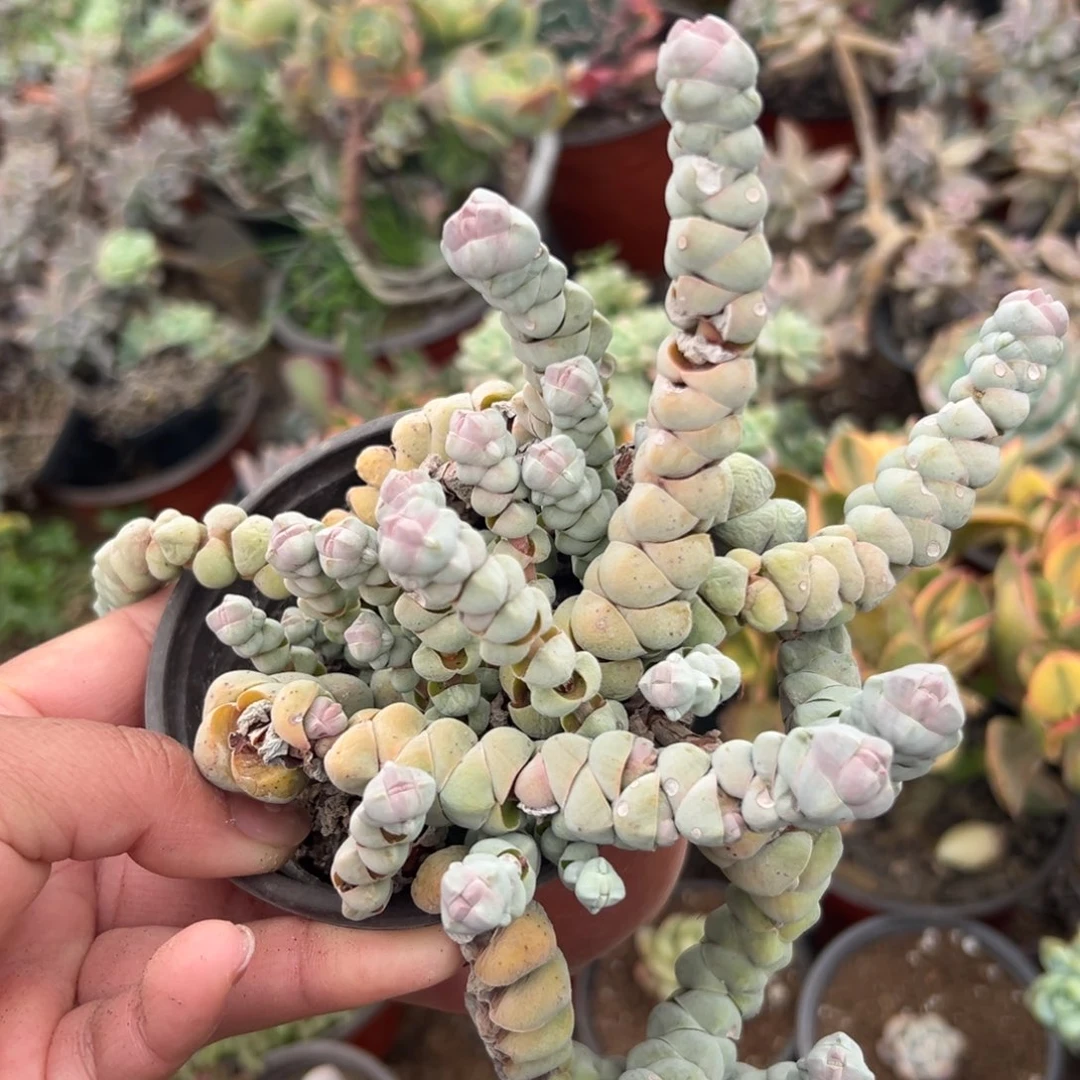 多肉植物多肉植物