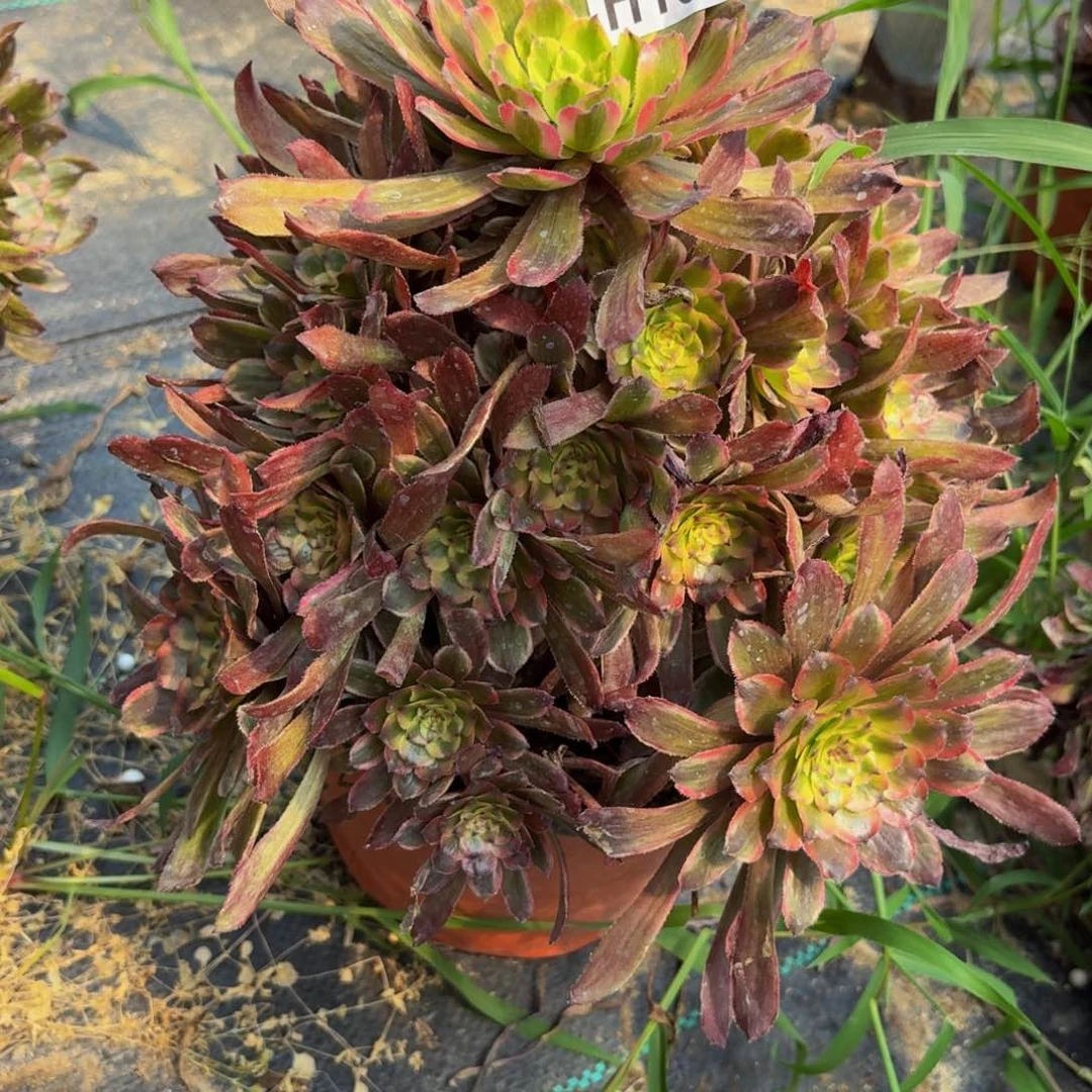 无花朵135多肉植物捧花的