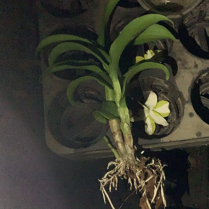 当前无花栽培后可以开花黄玉龙王2个大壮苗