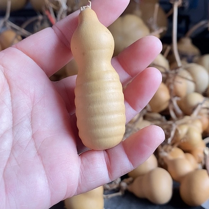 葫芦的颜色很好看