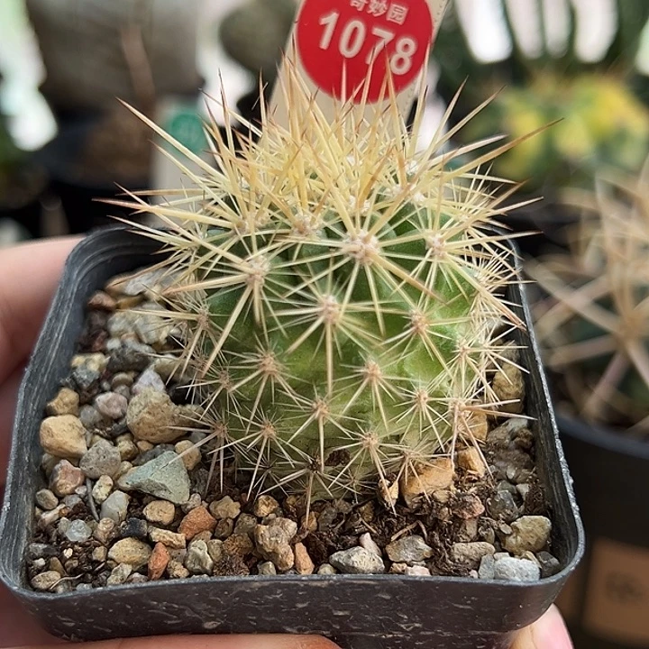 实生强刺智利球3.8cm