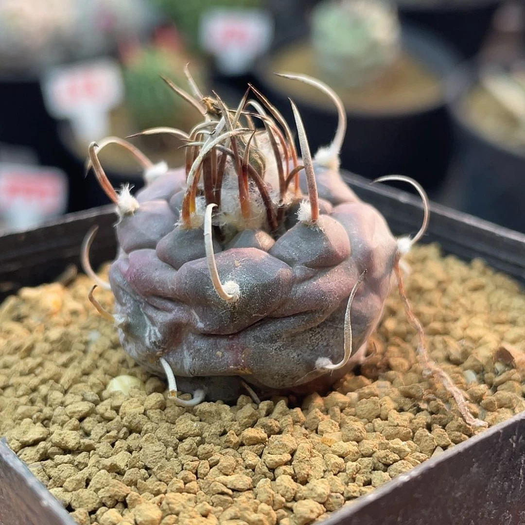 实生紫皮离城丸娇丽仙人球