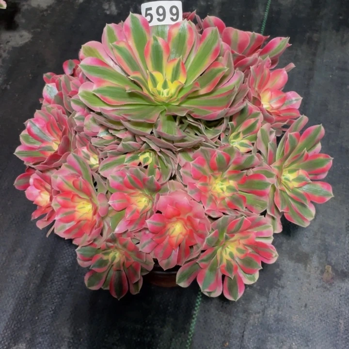 599老庄多肉法师初恋