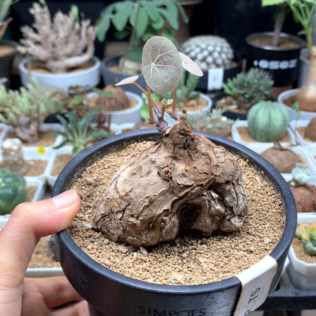 小***了一叶龟脱土多肉。，