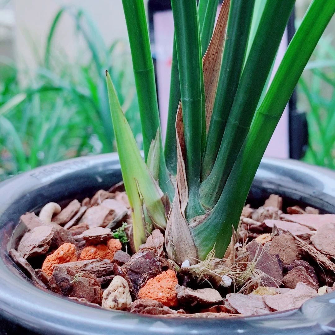 当前无花栽培后可以开花