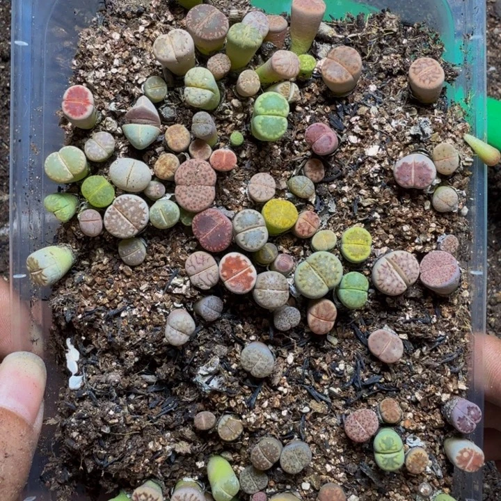 多肉植物的生长006
