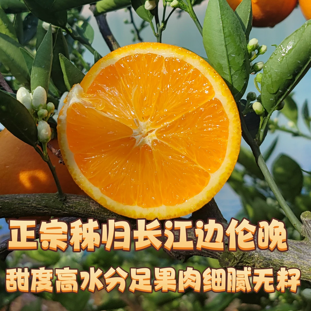 湖北秭归伦晚鲜橙香甜多汁无渣无籽橙产地直发新鲜包邮水果