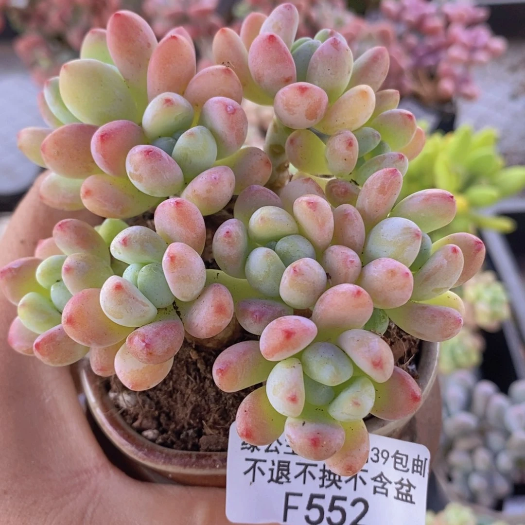 樱花罗琦8cm552多肉植物