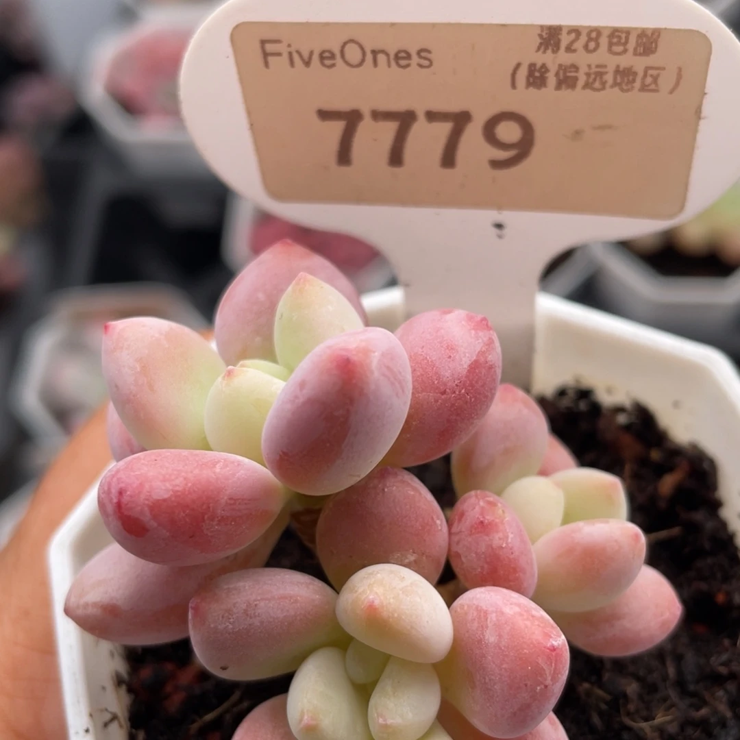 洛神7779-4.5厘米