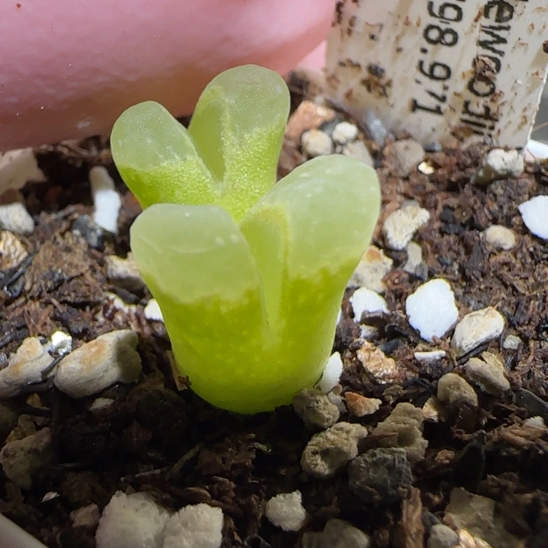 肉锥多肉植物百科26-1798.971风铃984