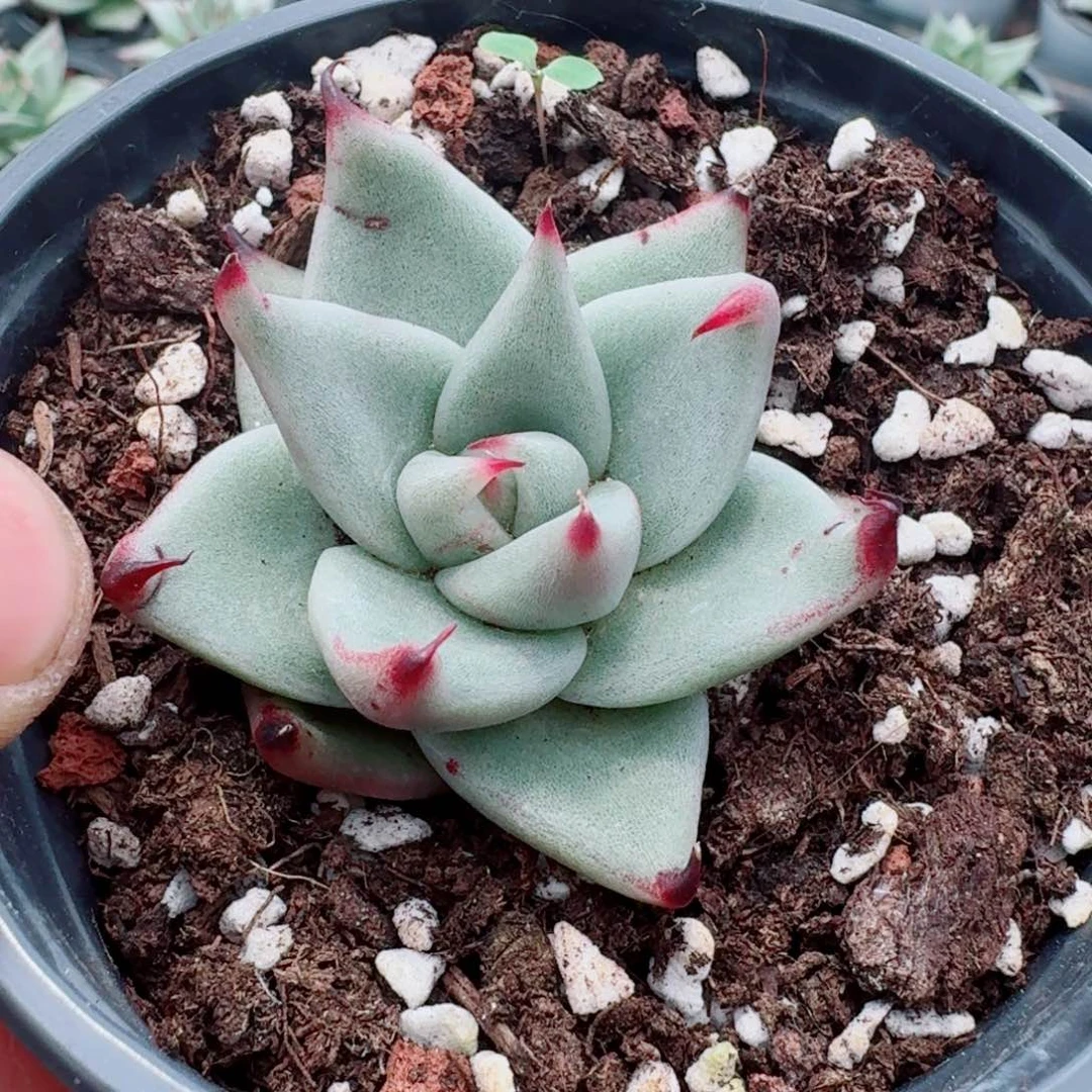 2-28龙抓东云一颗量拍