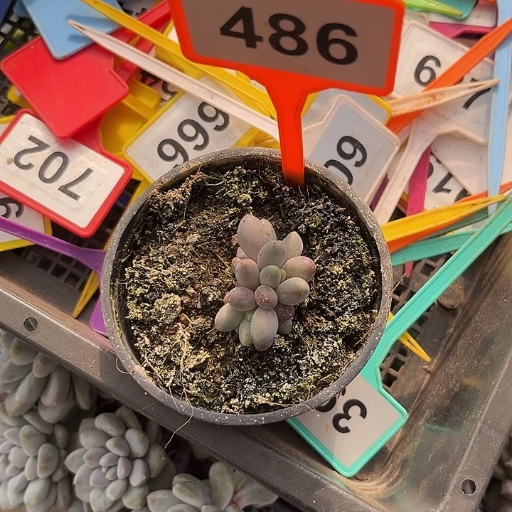 多肉植物烟花美人586