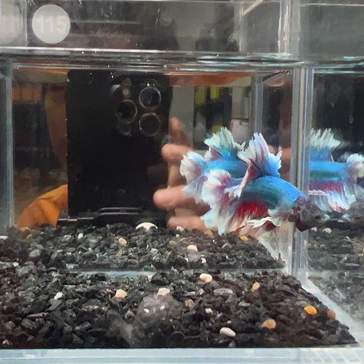 斗鱼竞拍跑单4日115