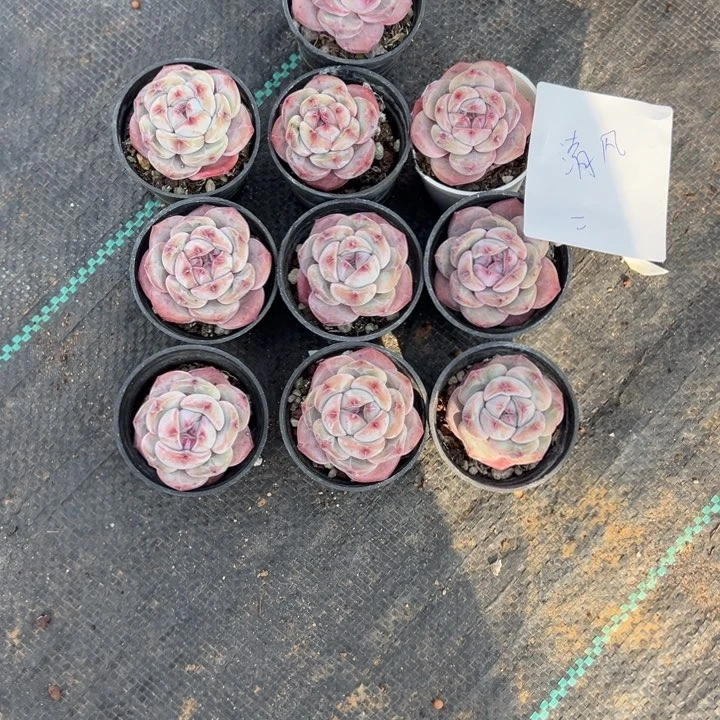 清风一物一拍专拍的