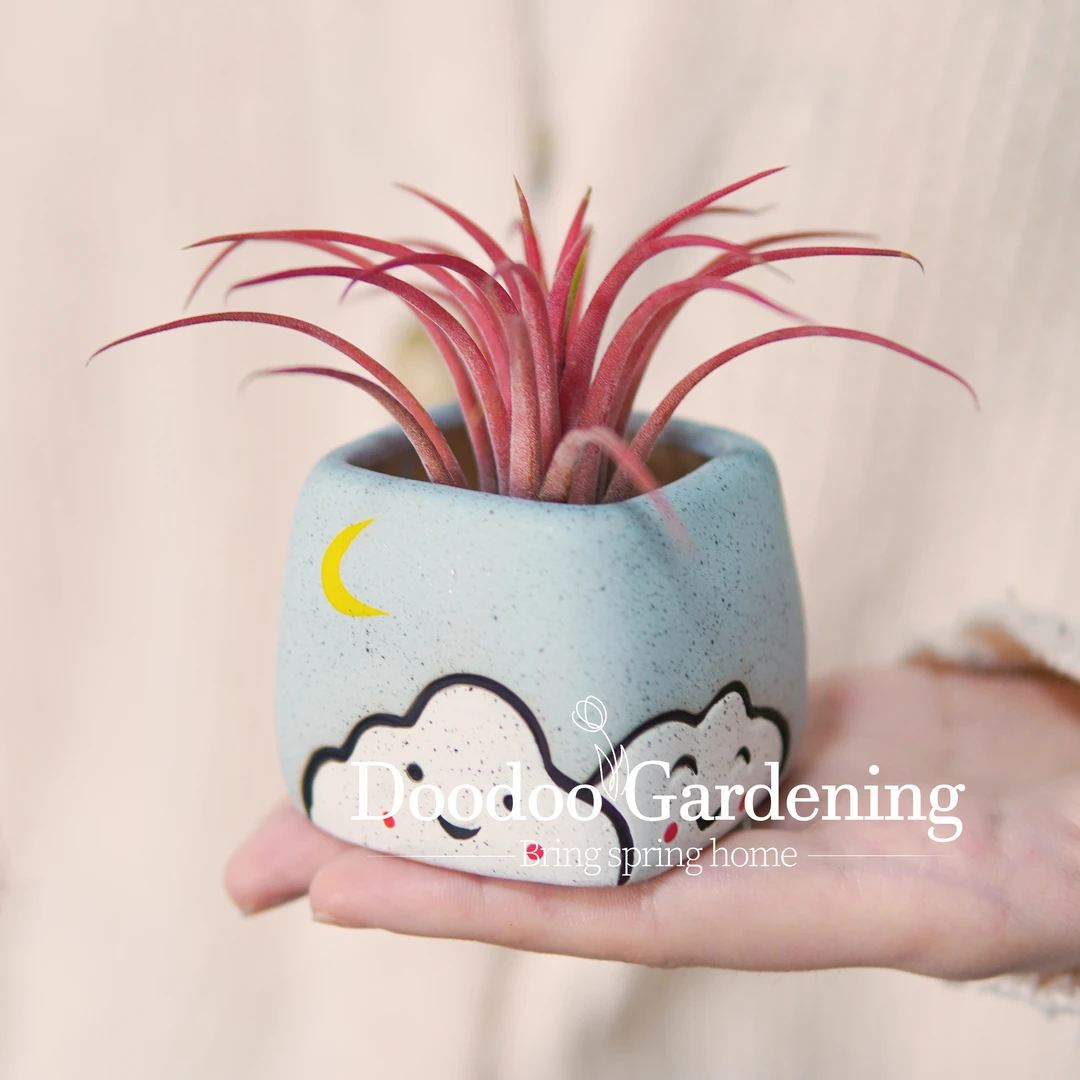 空气凤梨桌面绿植盆栽好养易打理省心懒人绿植