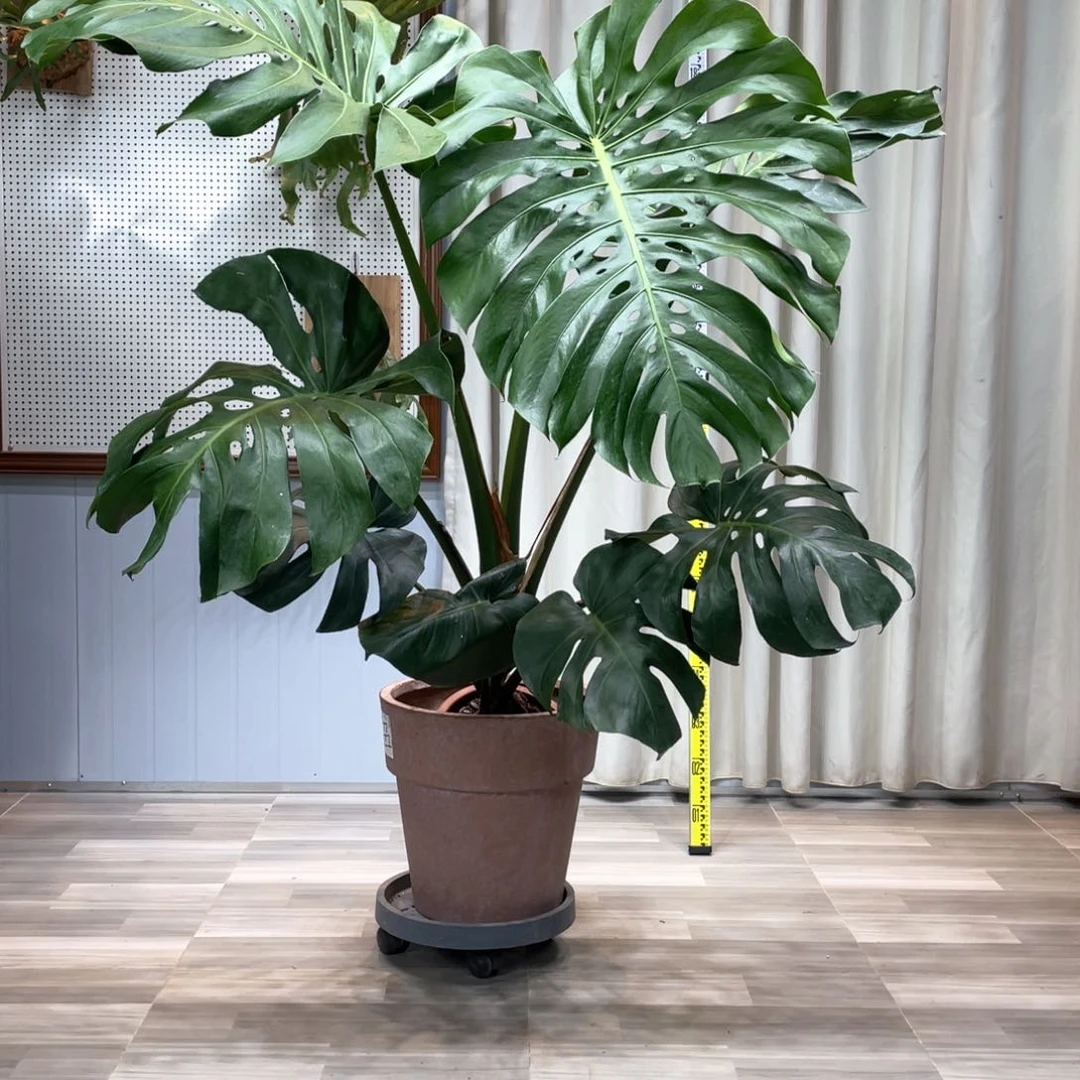 龟背竹等多种名贵的建筑风格