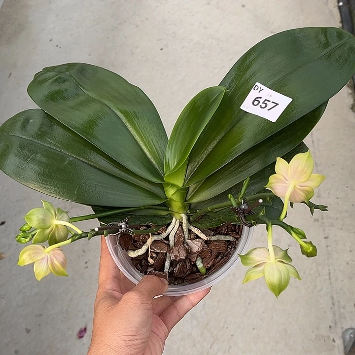 完全开放4.5寸杯快乐女王交快乐王后