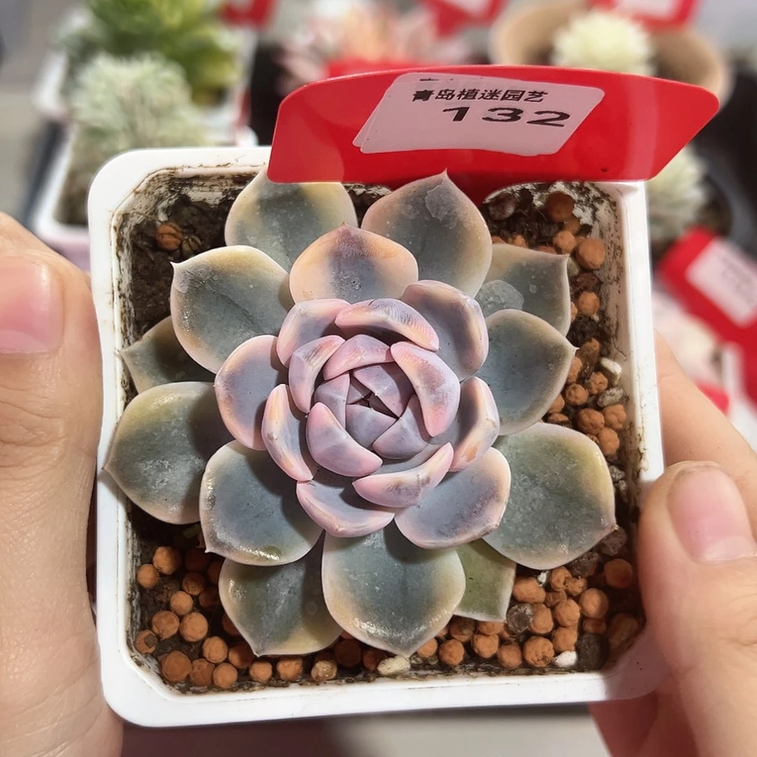 132号汉堡锦多肉植物
