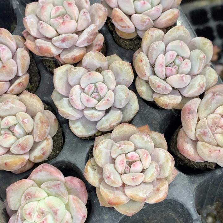 星影小2颗  （不满9.99发空盆冷地区不拍保温扣3.9多肉）