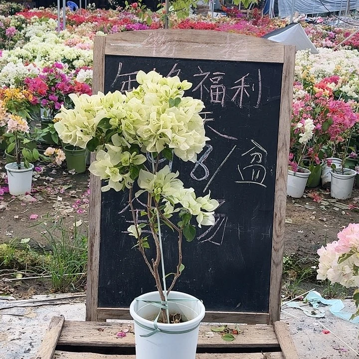 完全开放三角梅暗斑青苹果